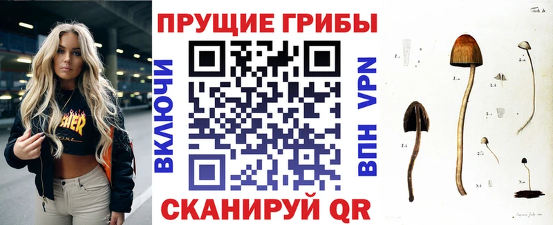 Псилоцибиновые грибы Psilocybe Княгинино